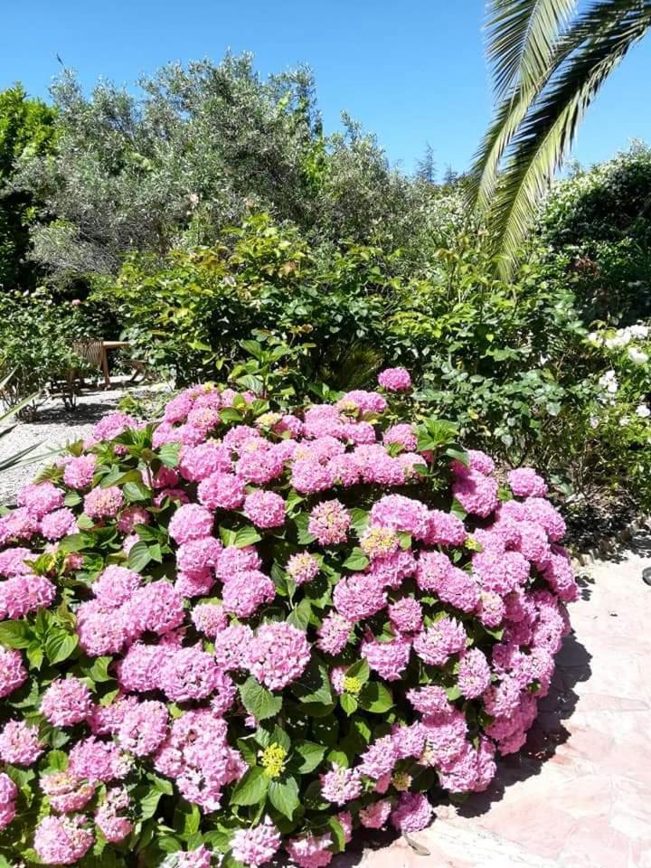 Villa Angel - Spa Caunes-Minervois ภายนอก รูปภาพ